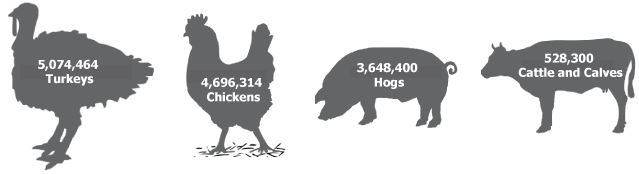 infographic breaking out mn meat production by animal
